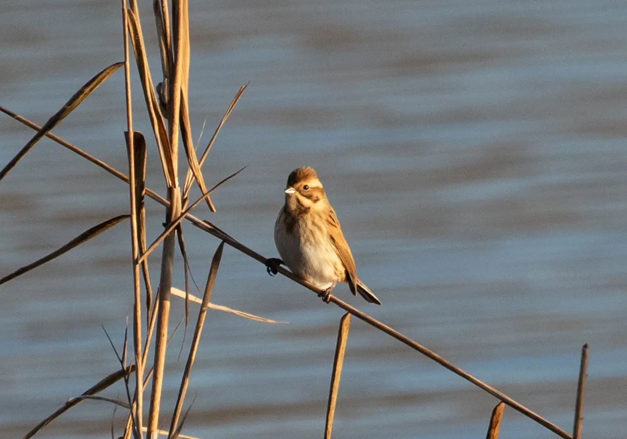 Hvordan kan jeg rengøre min flagguirland?